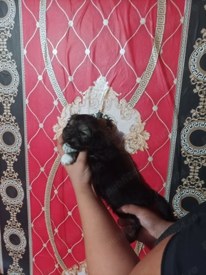Shih Tzu de vanzare - imagine 2