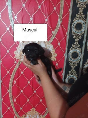 Shih Tzu de vanzare - imagine 3