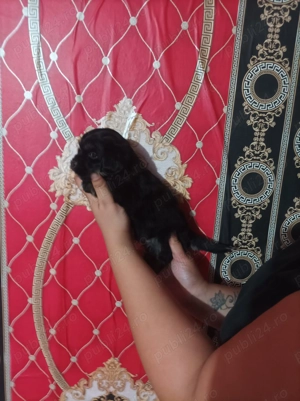 Shih Tzu de vanzare - imagine 4