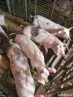 Purcei de vânzare   12 săptămâni, Marele Alb   Pietrain - imagine 2