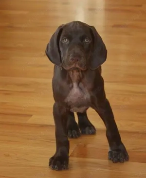 Mascul Brac German 4 luni 