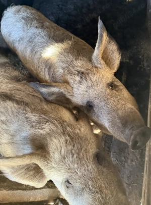 Porci din rasa mangaliță