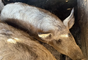 Porci din rasa mangaliță  - imagine 3