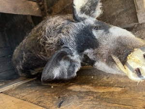 Porci din rasa mangaliță  - imagine 6