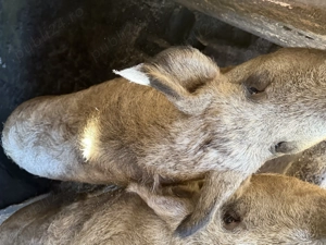 Porci din rasa mangaliță  - imagine 5