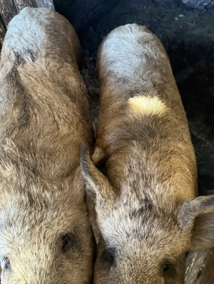 Porci din rasa mangaliță  - imagine 4