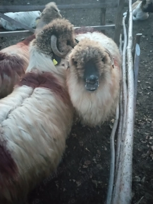 Oi de vânzare  - imagine 4