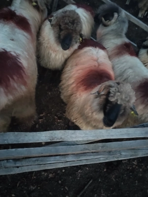 Oi de vânzare  - imagine 3