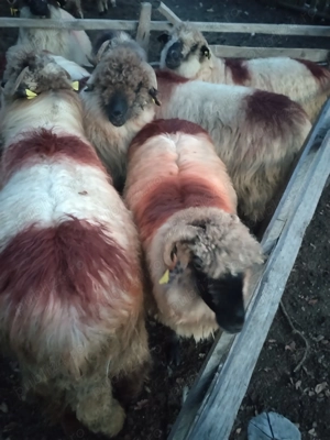 Oi de vânzare  - imagine 2