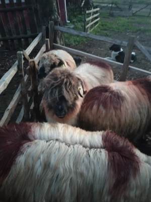 Oi de vânzare  - imagine 5