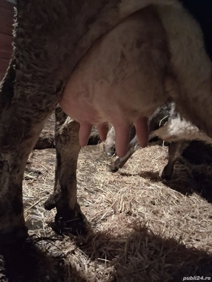 Vând Vacă cu Vițea 7 săptămâni.  - imagine 2 Vând Vacă cu Vițea 7 săptămâni.  - imagine 2