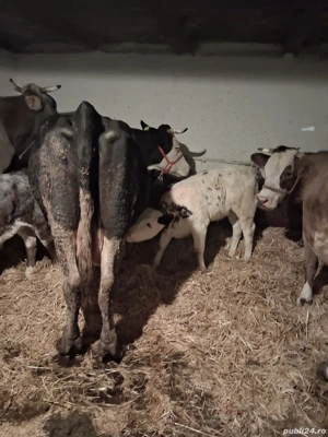 Vând Vacă cu Vițea 7 săptămâni.  - imagine 3 Vând Vacă cu Vițea 7 săptămâni.  - imagine 3