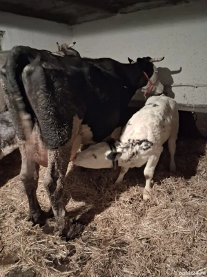 Vând Vacă cu Vițea 7 săptămâni. 