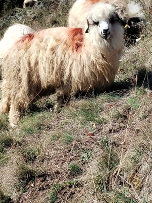 Oi de vânzare  - imagine 3 Oi de vânzare  - imagine 3