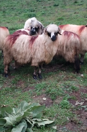 Oi de vânzare  - imagine 2 Oi de vânzare  - imagine 2