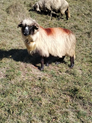 Oi de vânzare  - imagine 5 Oi de vânzare  - imagine 5