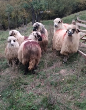 Oi de vânzare  - imagine 4 Oi de vânzare  - imagine 4