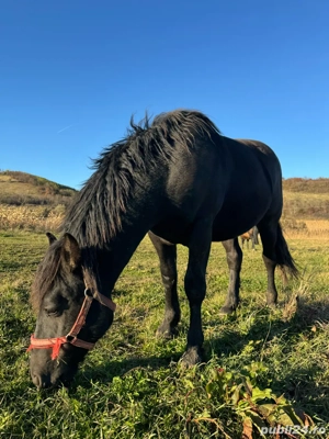 armăsar de vânzare  - imagine 2