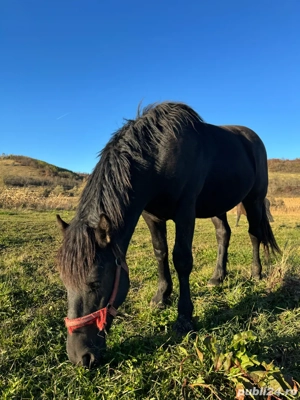 armăsar de vânzare  - imagine 3