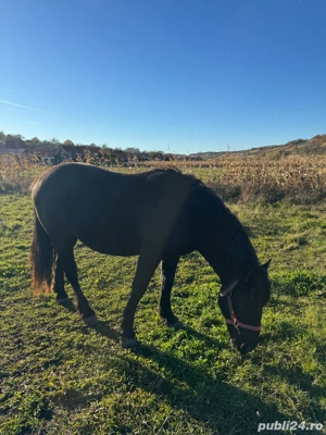 armăsar de vânzare  - imagine 4