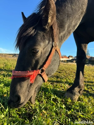 armăsar de vânzare  - imagine 5