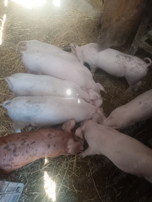 Vând purcei   - imagine 2 Vând purcei   - imagine 2