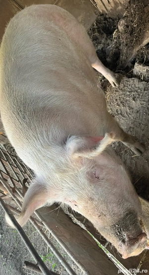 Porc si Purcea de vanzare  - imagine 2