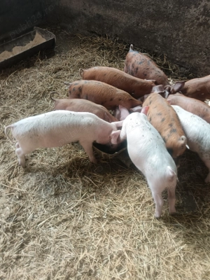 Vând purcei   - imagine 4 Vând purcei   - imagine 4