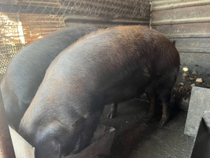 Porci de vanzare,Recea, Mehedinti, pret 15 lei per kg. - imagine 3