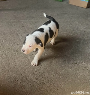 Pui amstaff - imagine 2 Pui amstaff - imagine 2