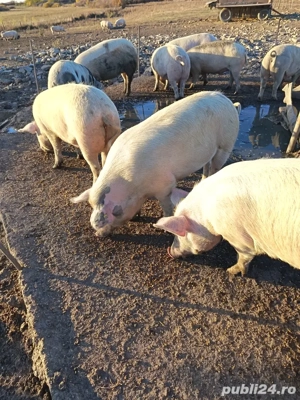 Gata pentru Craciun!  - imagine 2