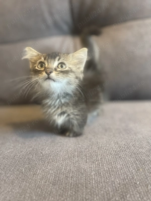 Pisici rasa Munchkin cu picioare scurte - imagine 2 Pisici rasa Munchkin cu picioare scurte - imagine 2