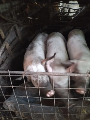 Vand PORCI de carne c