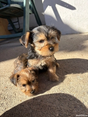 Yorkshire Terrier  - imagine 2 Yorkshire Terrier  - imagine 2