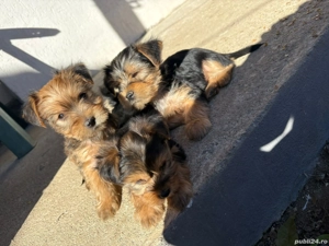 Yorkshire Terrier  - imagine 5 Yorkshire Terrier  - imagine 5