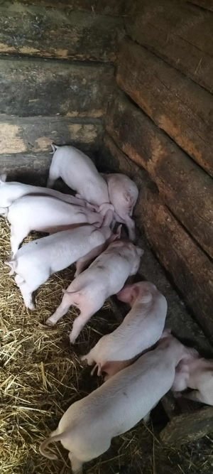 Purcei de vanzare  - imagine 2 Purcei de vanzare  - imagine 2