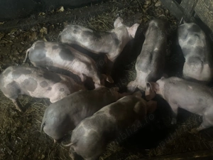 De vânzare 4 bucăți de purceii petrean belgian - imagine 2