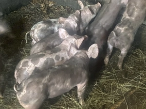 De vânzare 4 bucăți de purceii petrean belgian - imagine 3