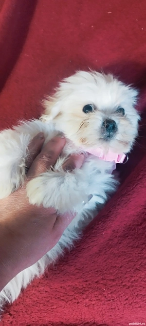 bichon maltez Suceava cățelușa - imagine 5