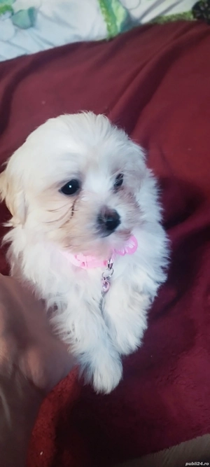 bichon maltez Suceava cățelușa