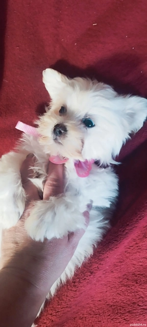 bichon maltez Suceava cățelușa - imagine 2