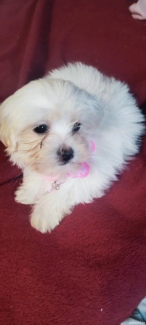 bichon maltez Suceava cățelușa - imagine 3