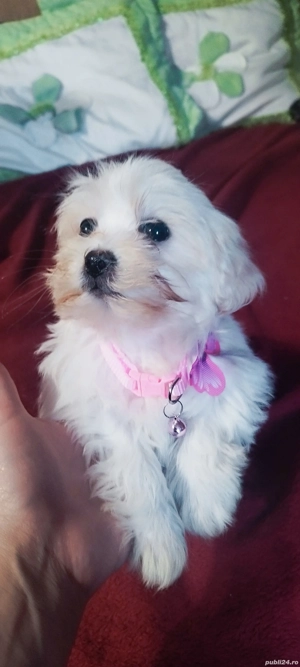 bichon maltez Suceava cățelușa - imagine 4