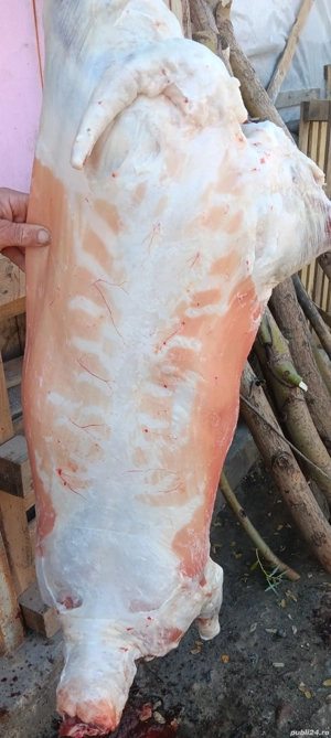 vand miei disponibili pentru Crăciun  - imagine 2 vand miei disponibili pentru Crăciun  - imagine 2