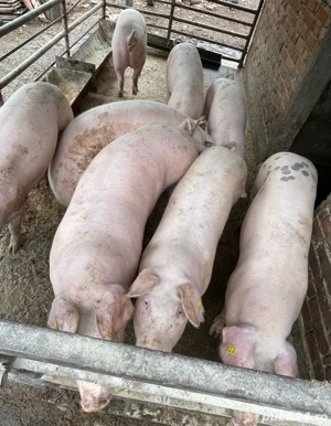 Porci de vanzare - imagine 2 Porci de vanzare - imagine 2