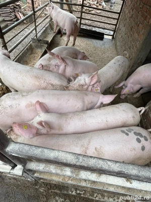Porci de vanzare - imagine 3 Porci de vanzare - imagine 3