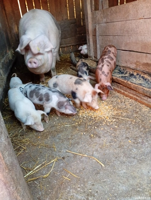 vand scroafa cu purcei  - imagine 4 vand scroafa cu purcei  - imagine 4