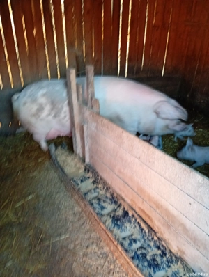 vand scroafa cu purcei  - imagine 3 vand scroafa cu purcei  - imagine 3