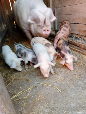 vand scroafa cu purcei  - imagine 2 vand scroafa cu purcei  - imagine 2