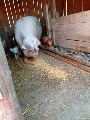 vand scroafa cu purcei 